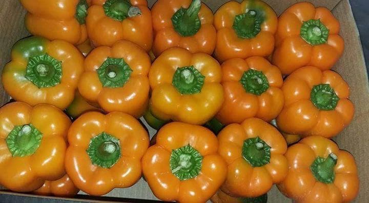 Egyptian Fruits & Vegetables - Fresh produce